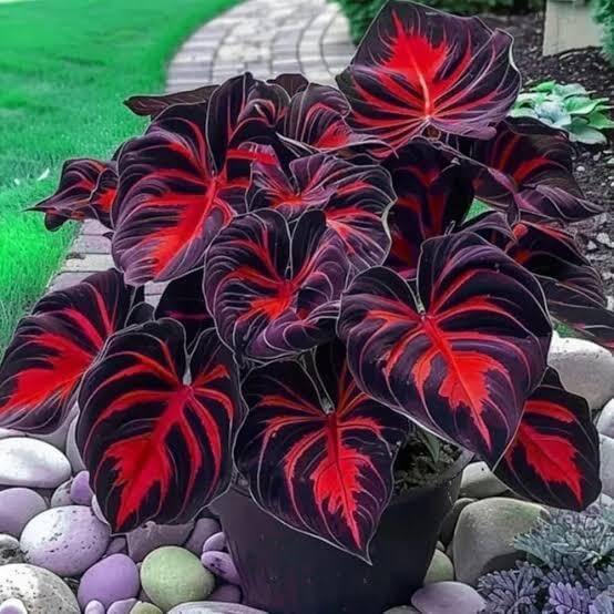 Black Hosta Seeds