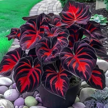 Black Hosta Seeds