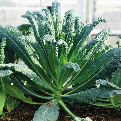 Black Kale Seeds 