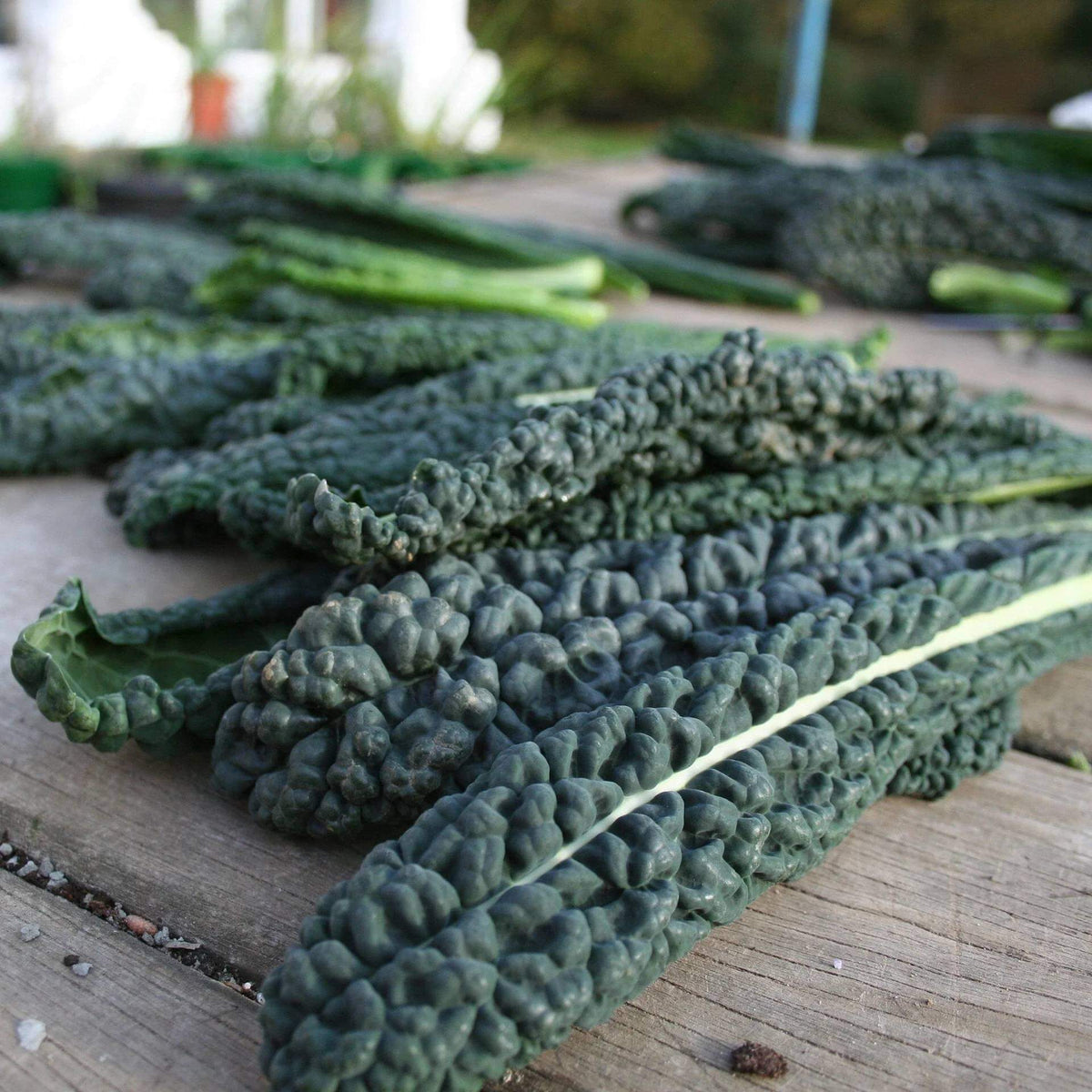 Black Kale Seeds 