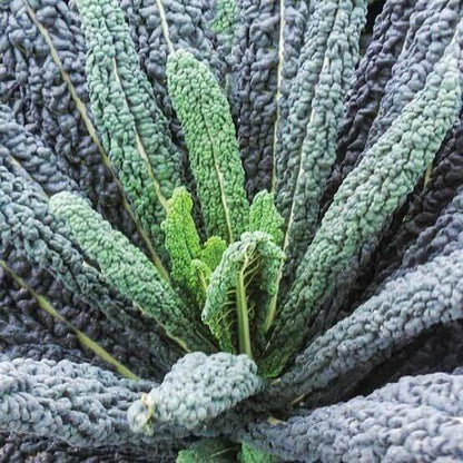 Black Kale Seeds 