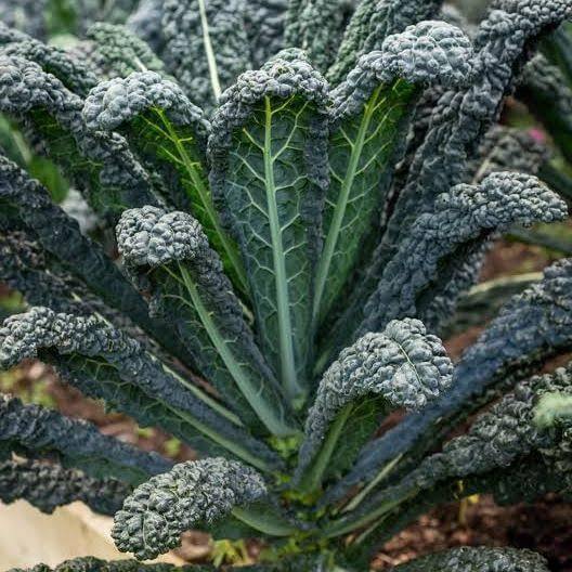 Black Kale Seeds 