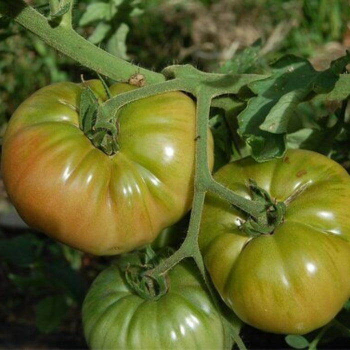 Black Krim  tomato seeds - Vegetable Plant