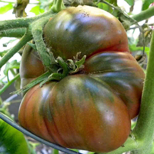 Black Krim  tomato seeds - Vegetable Plant