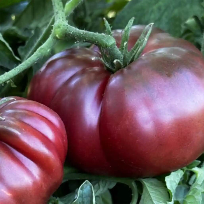Black Krim  tomato seeds - Vegetable Plant
