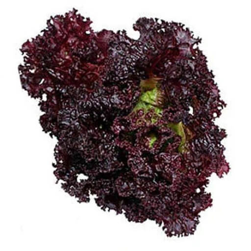 Black Lettuce Seeds