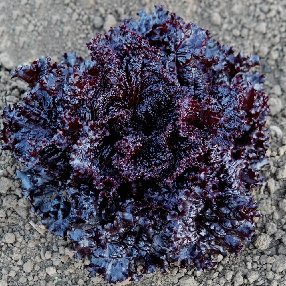 Black Lettuce Seeds