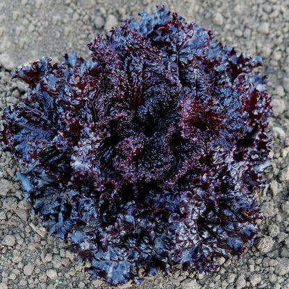 Black Lettuce Seeds