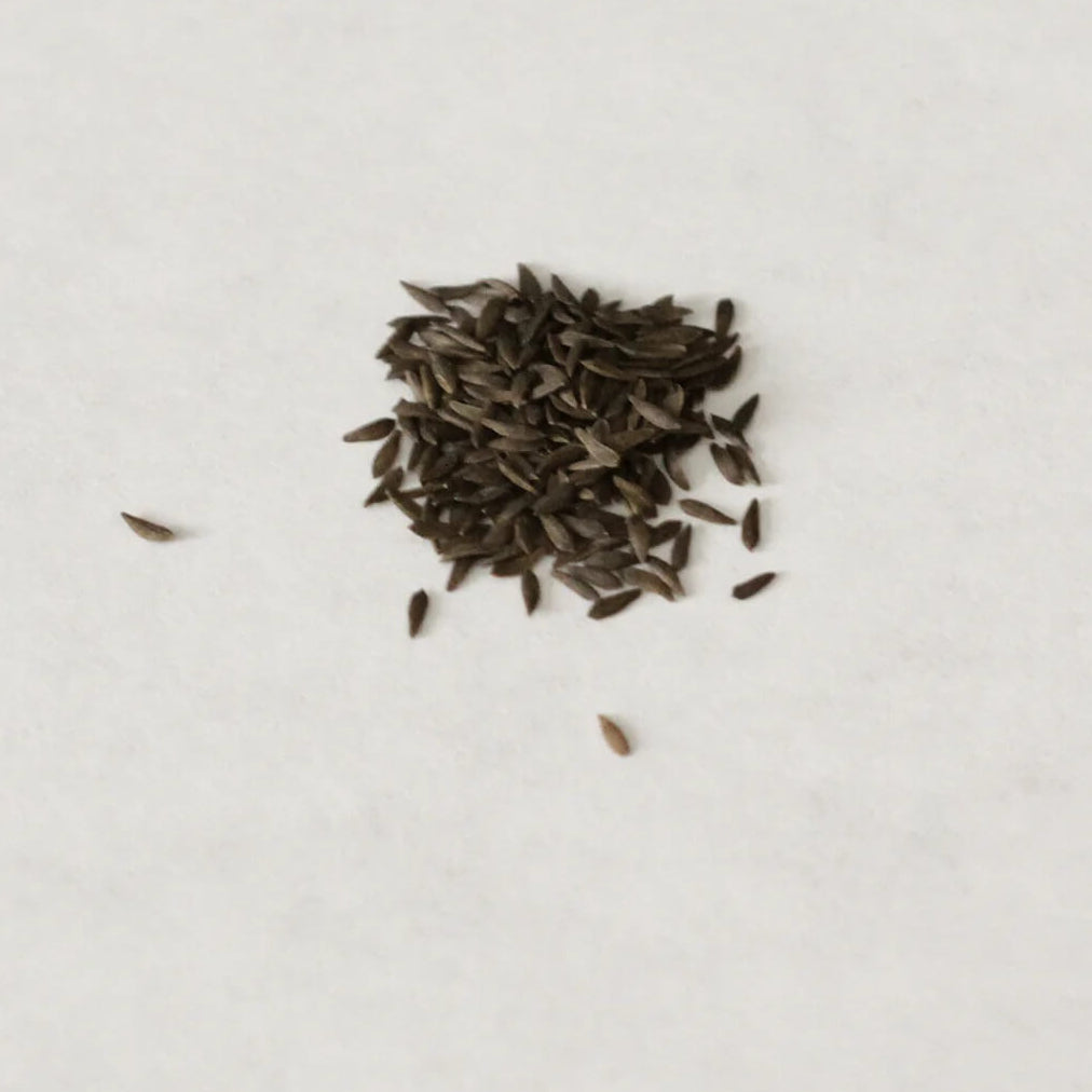 Black Lettuce Seeds