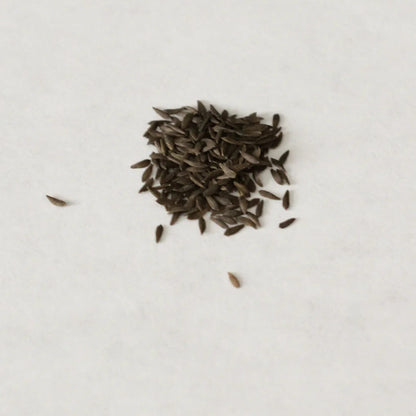 Black Lettuce Seeds