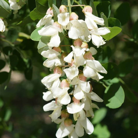 Black Locust Seeds - Herbal Plant