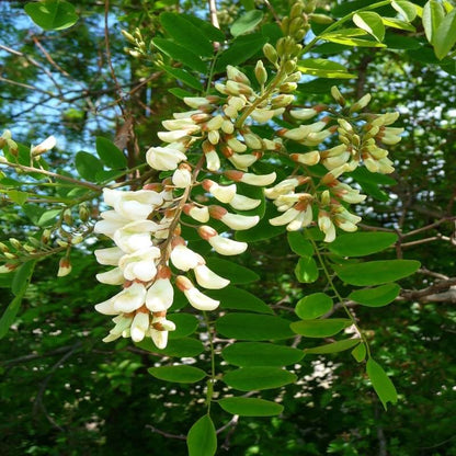 Black Locust Seeds - Herbal Plant