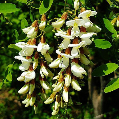 Black Locust Seeds - Herbal Plant