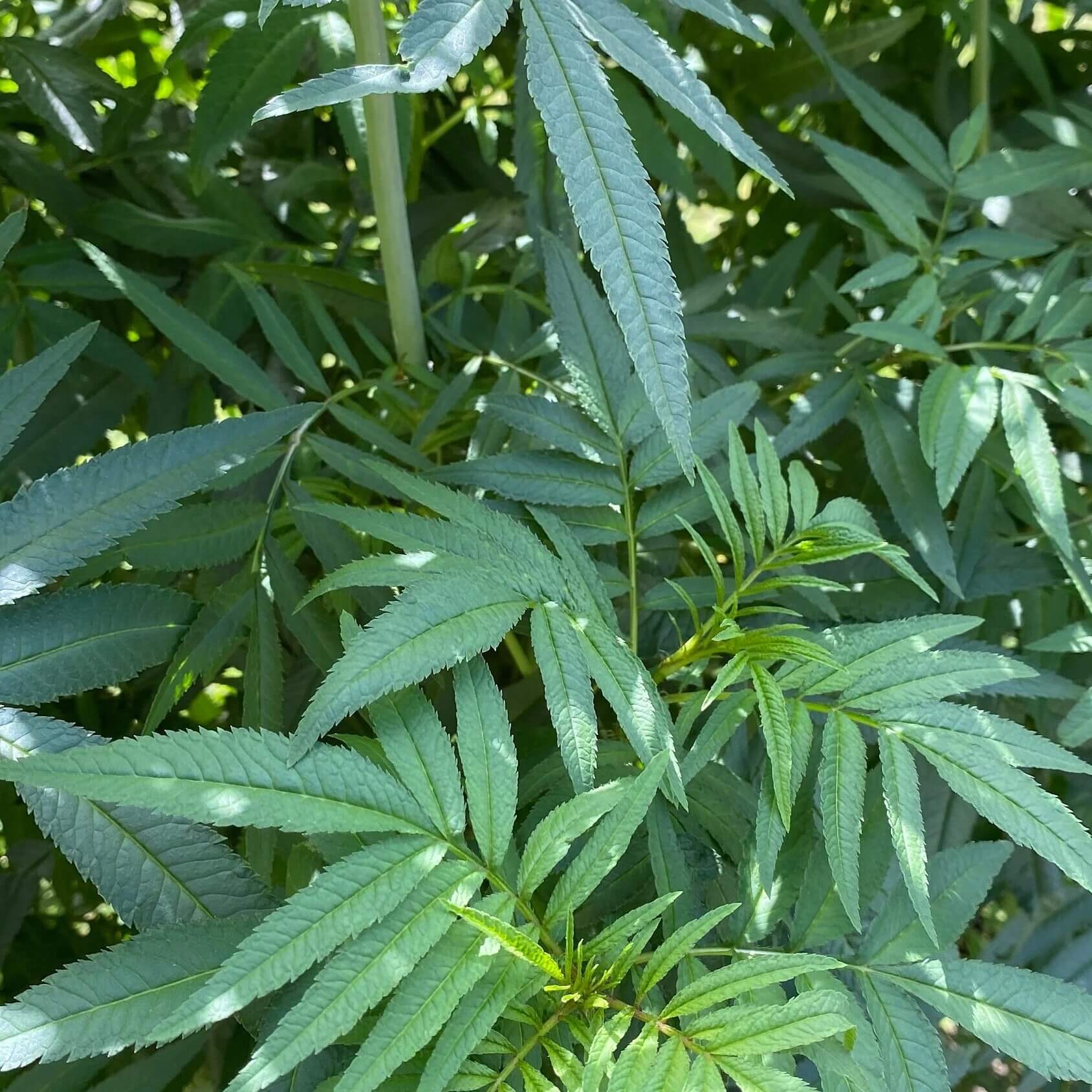 Black Mint Seeds