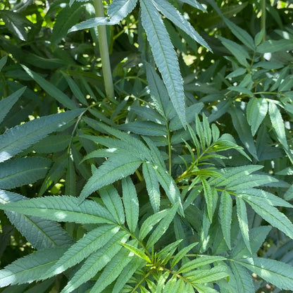 Black Mint Seeds