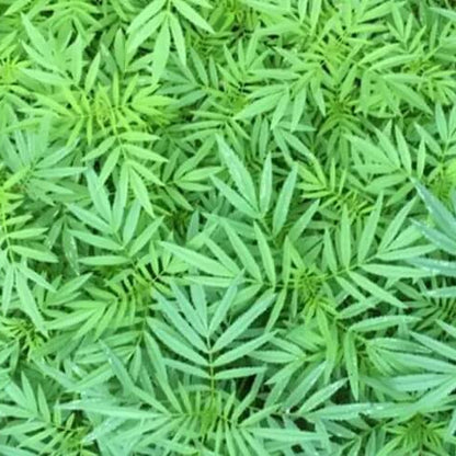 Black Mint Seeds