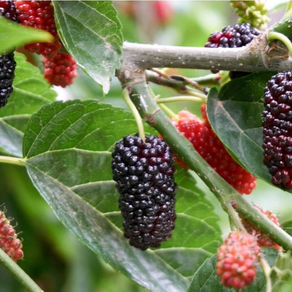 Black Mulberry Seeds