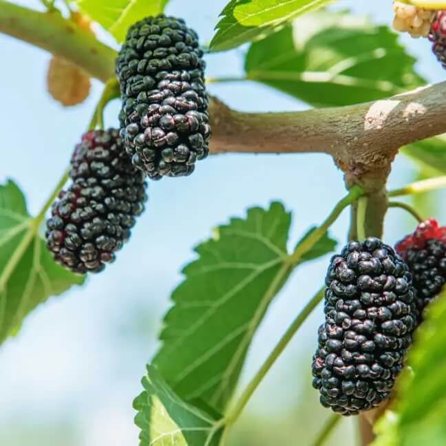 Black Mulberry Seeds