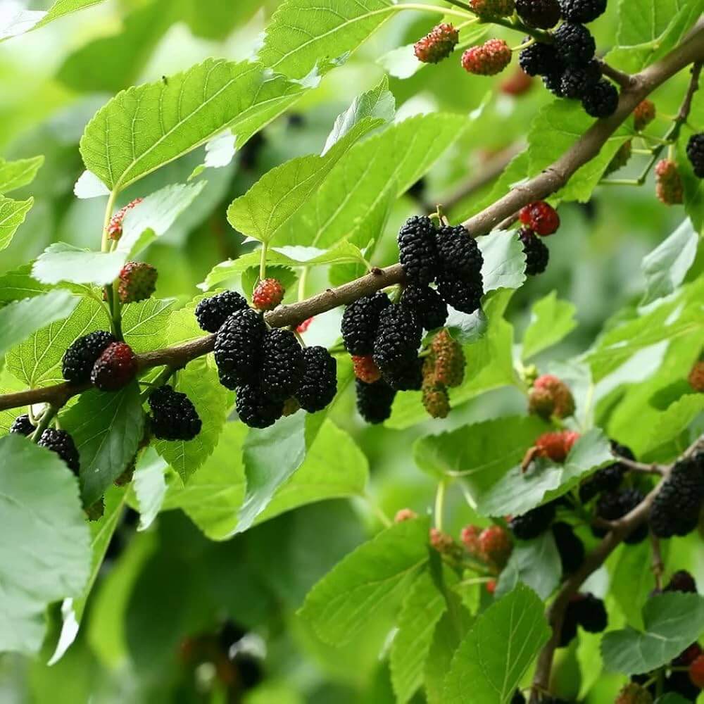 Black Mulberry Seeds
