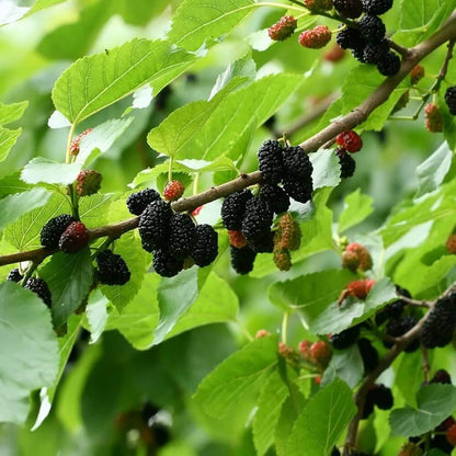 Black Mulberry Seeds