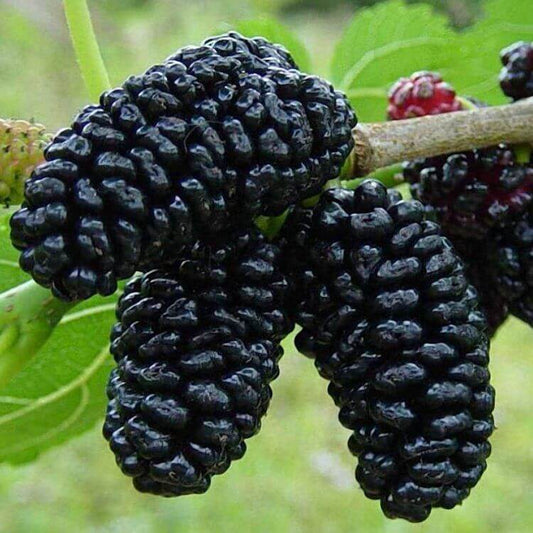 Black Mulberry Seeds