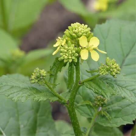Black Mustard Seeds 