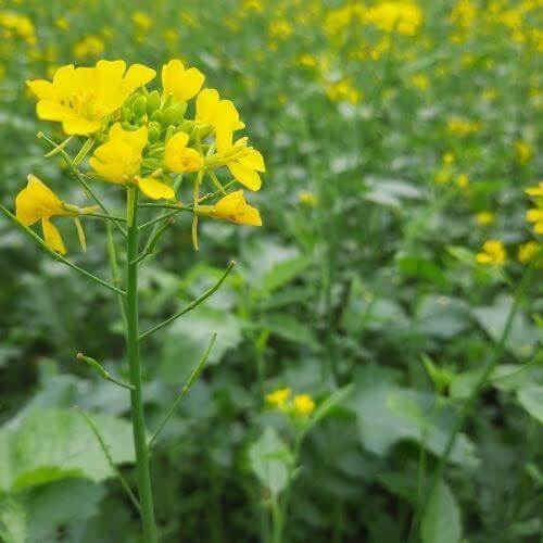 Black Mustard Seeds For Planting 