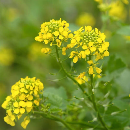 Black Mustard Seeds For Planting 
