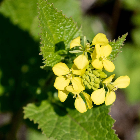 Black Mustard Seeds For Planting 