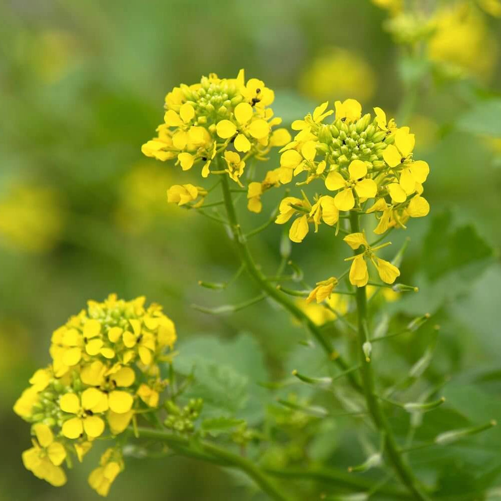 Black Mustard Seeds For Planting 