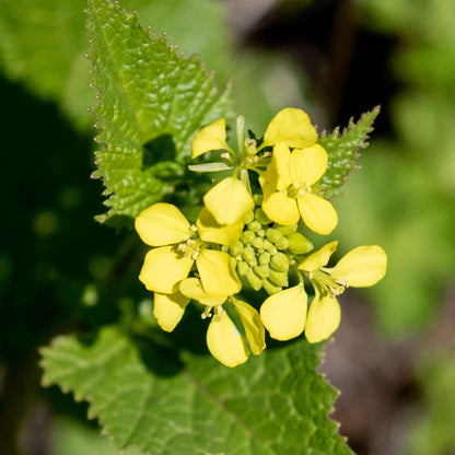 Black Mustard Seeds For Planting 