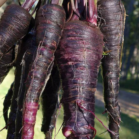 Black Nebula Carrot Seeds