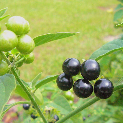 Black Nightshade Hierba Mora Seeds