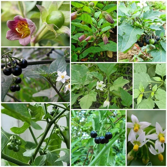 Black Nightshade Seeds 