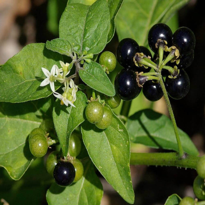 Black Nightshade Seeds - Herbal Plant