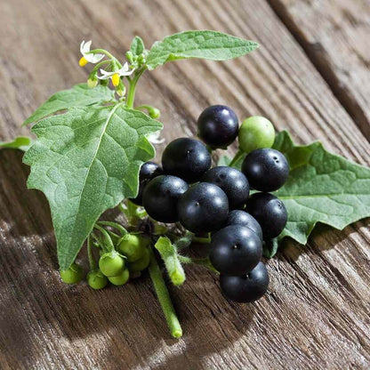 Black Nightshade Seeds - Herbal Plant