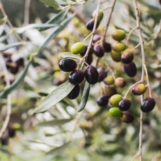 Black Olive Seeds 