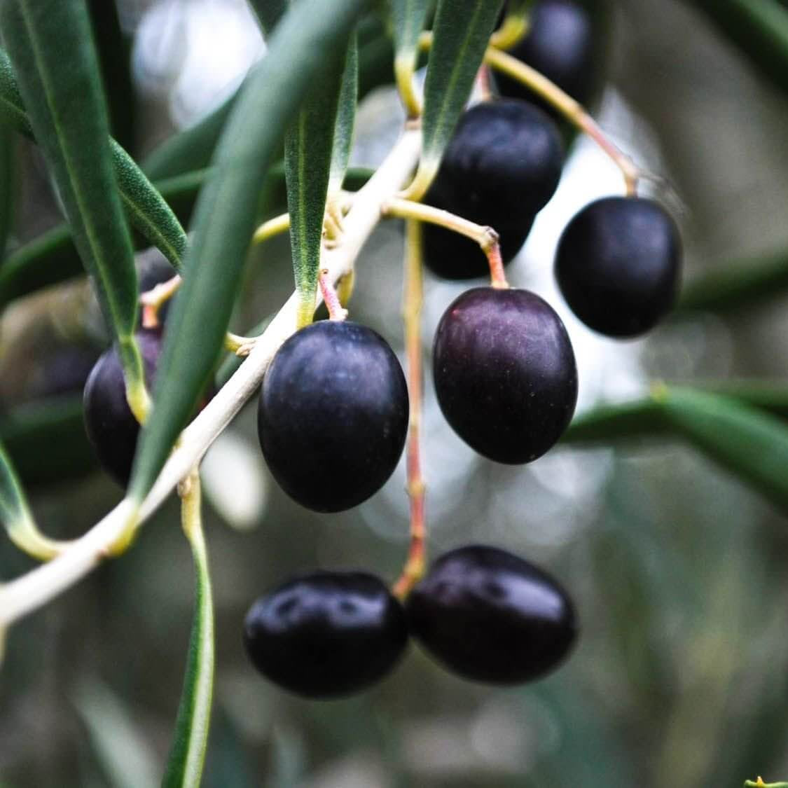 Black Olive Seeds 