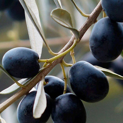Black Olive Seeds 