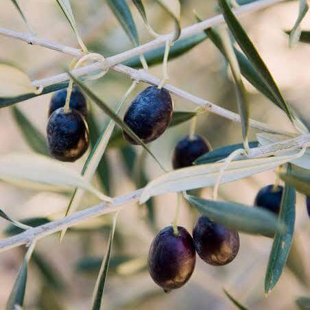 Black Olive Seeds 