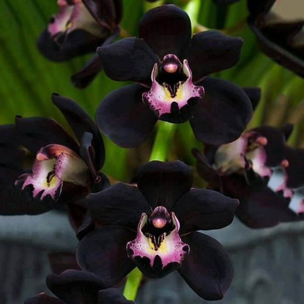 Black Orchid Seeds