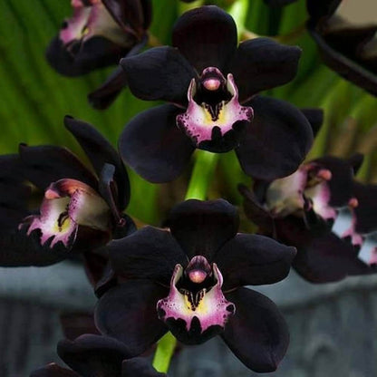 Black Orchid Seeds