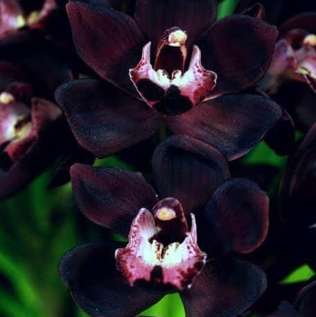 Black Orchid Seeds