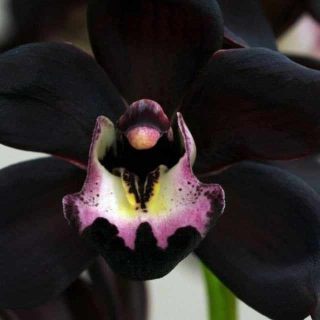 Black Orchid Seeds