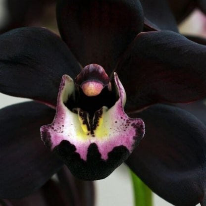 Black Orchid Seeds