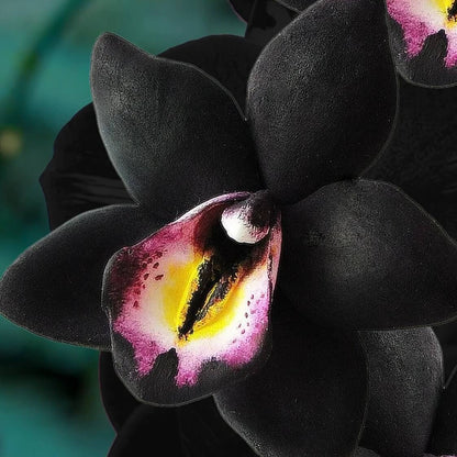 Black Orchid Seeds