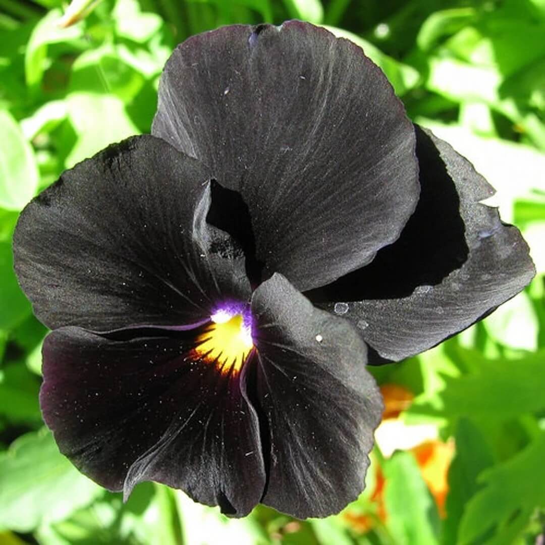 Black Pansy Seeds - Flower Plant