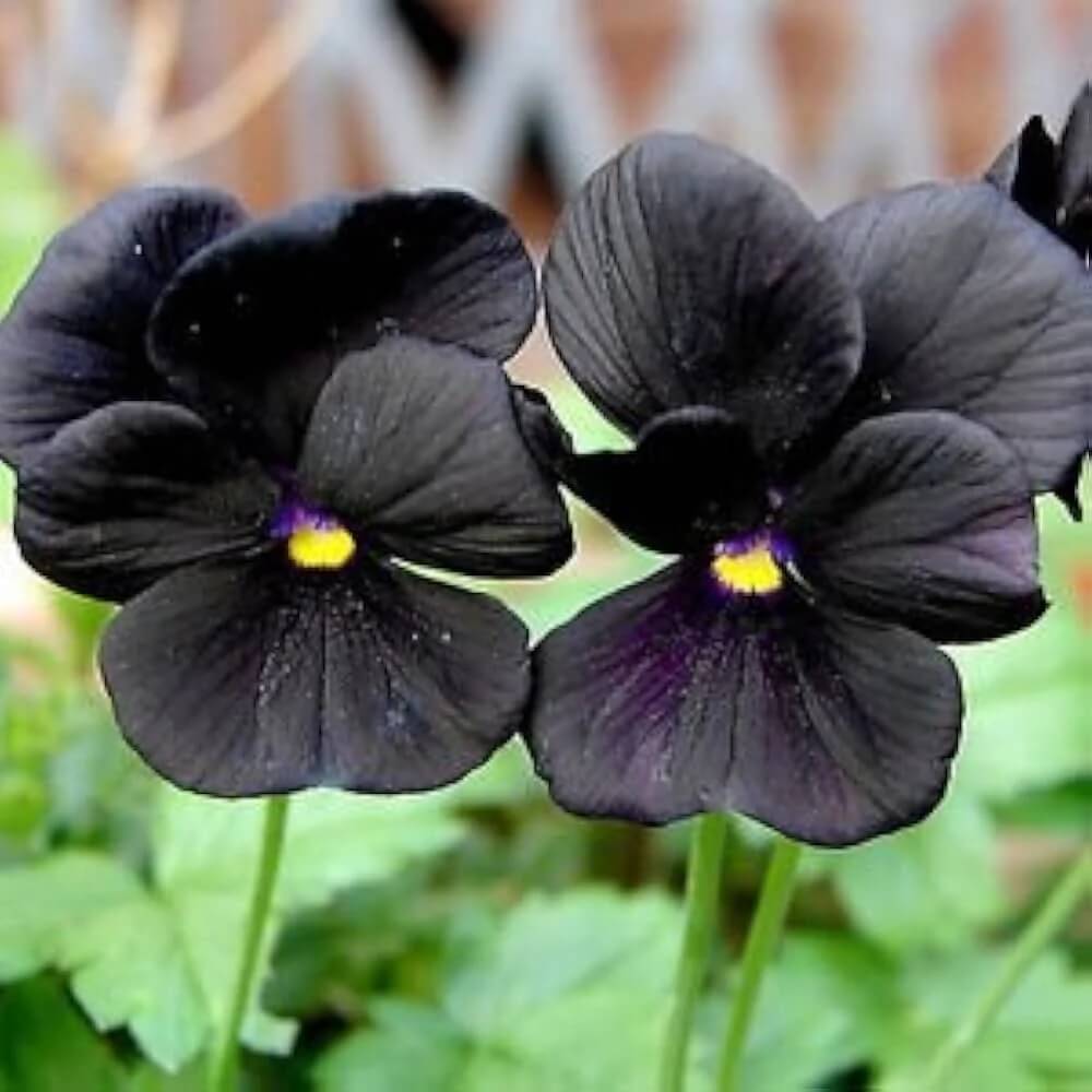Black Pansy Seeds - Flower Plant