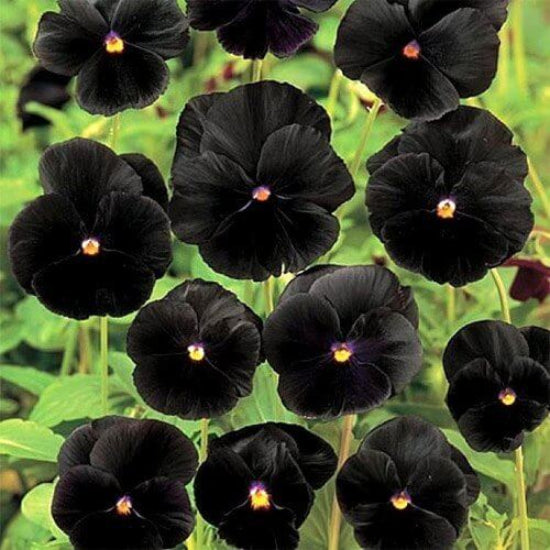 Black Pansy Seeds - Flower Plant