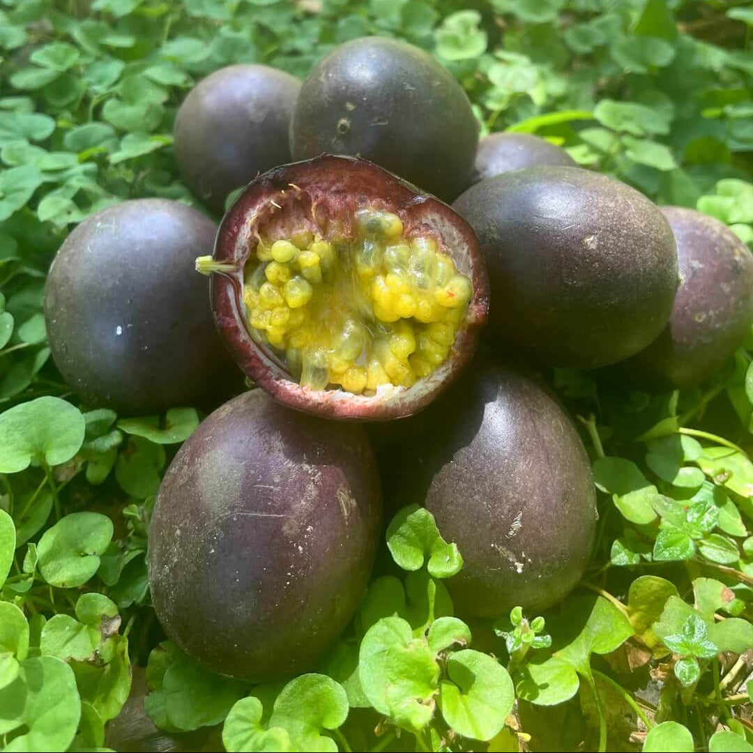 Black Passion Seeds